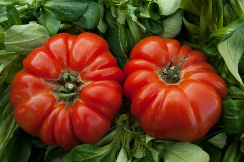 10 кап. на 1 л молока - и томаты зреют как в Астрахани: мясистые и сочные на 3 недели раньше