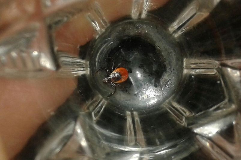 Клещи скукожатся за секунды: эти 3 аромата эффективнее магазинных аэрозолей — в мае сработают на 150%