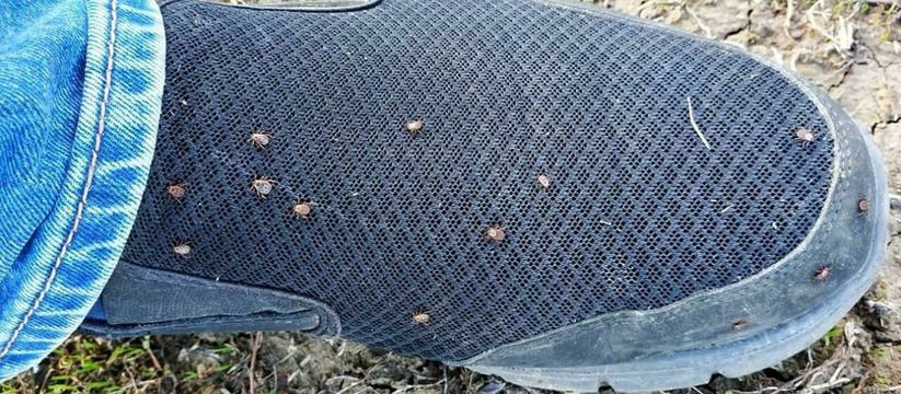 Клещи погибают молниеносно: средство, которое стоит недорого, а защищает лучше всех покупных аэрозолей