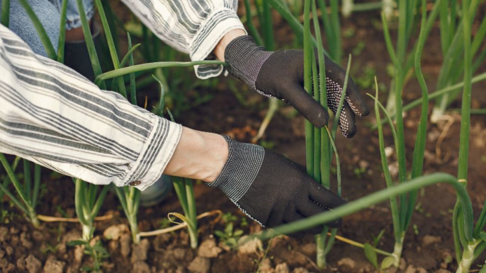 Спасаем урожай лука: хитрый способ избежать стрелкования — овощ будет крепким и сочным