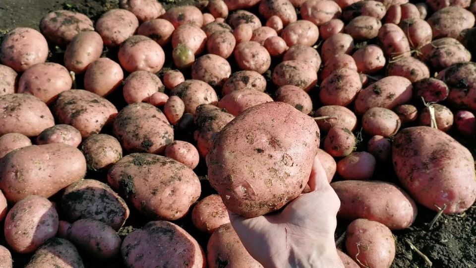 Секрет богатого урожая картофеля: что положить в лунку при посадке