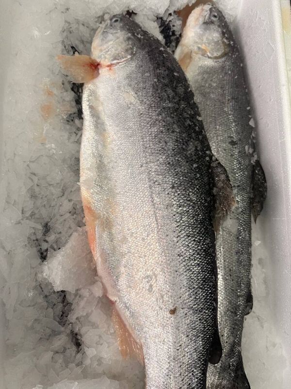 Новая находка: свежая морская форель из Мурманска за отличную цену!