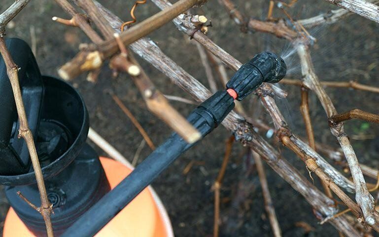 Зачем осенняя обработка винограда важна для будущего урожая?