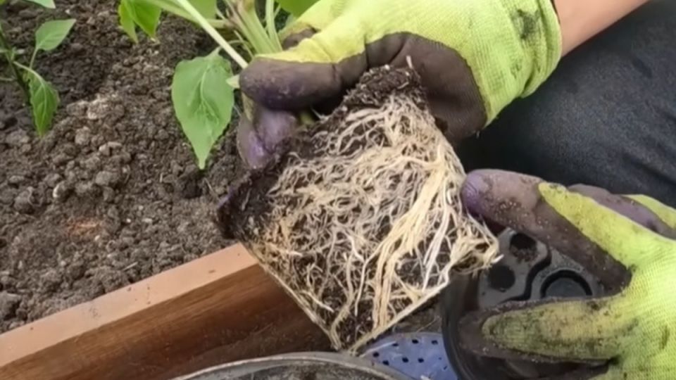 Роль первых подкормок в выращивании перца и баклажанов