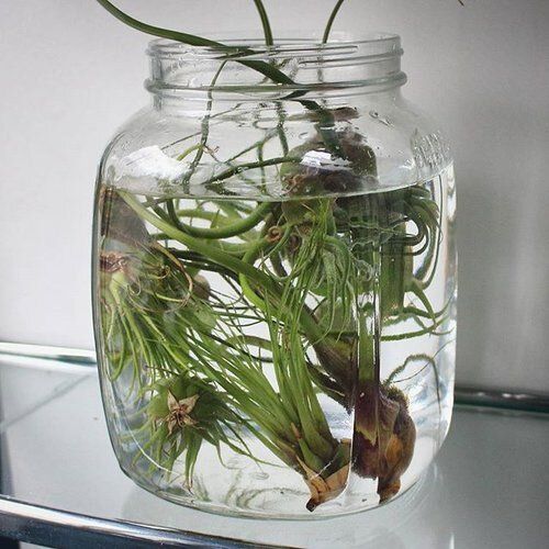 Как спасти тилландсию от пересушивания и переувлажнения: практические советы