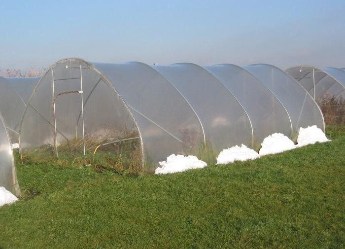 Зимний уход за теплицей: секреты стойкости и урожайности