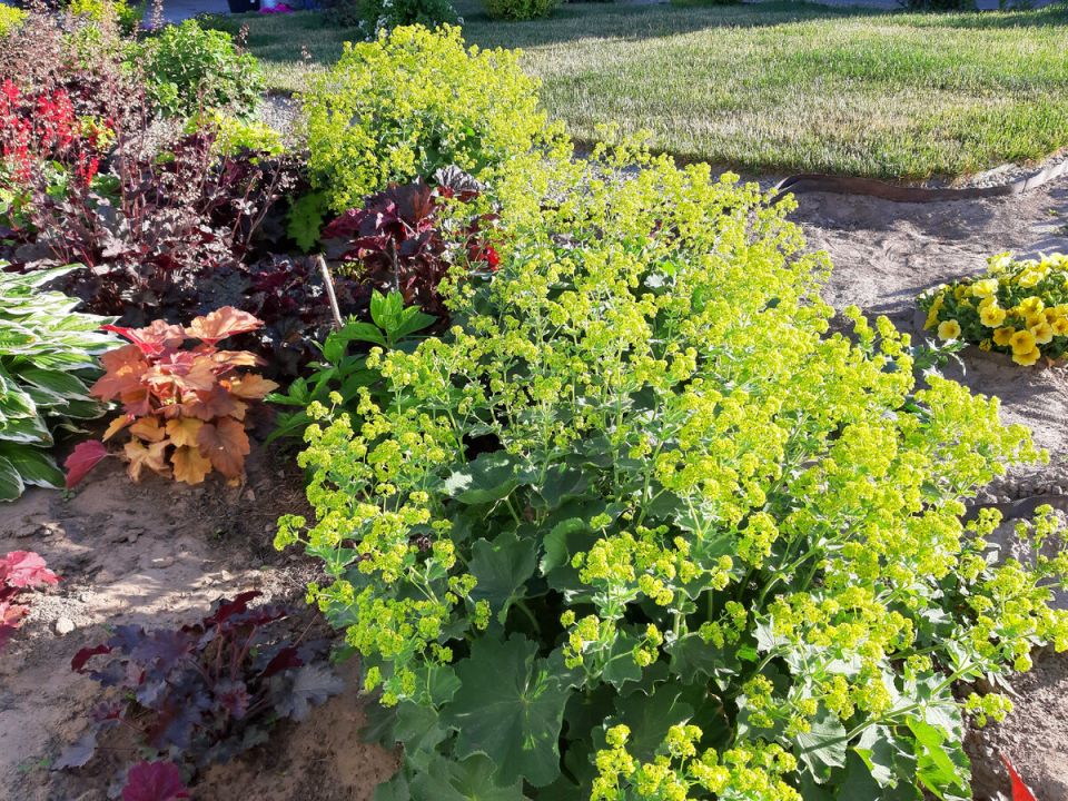 Многолетники, которые взлетают на ваших глазах