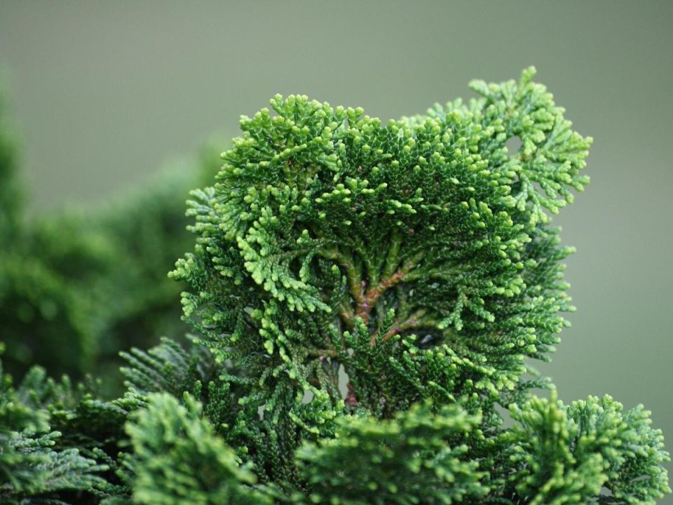 Как сохранить зелёные хвойные красавцы: 6 весенних забот по уходу за туями