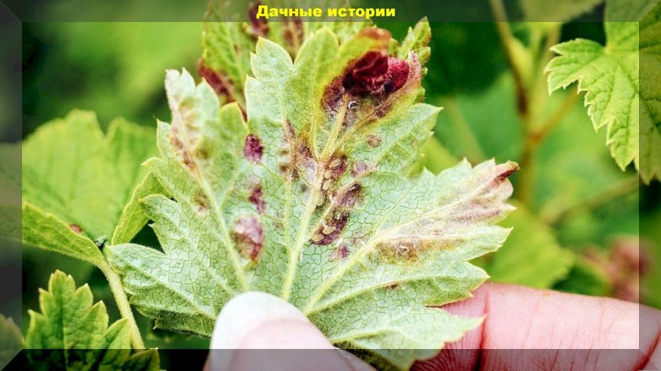 Как начать свой дачный путь: 50 важных вопросов для новичков в садоводстве и огородничестве