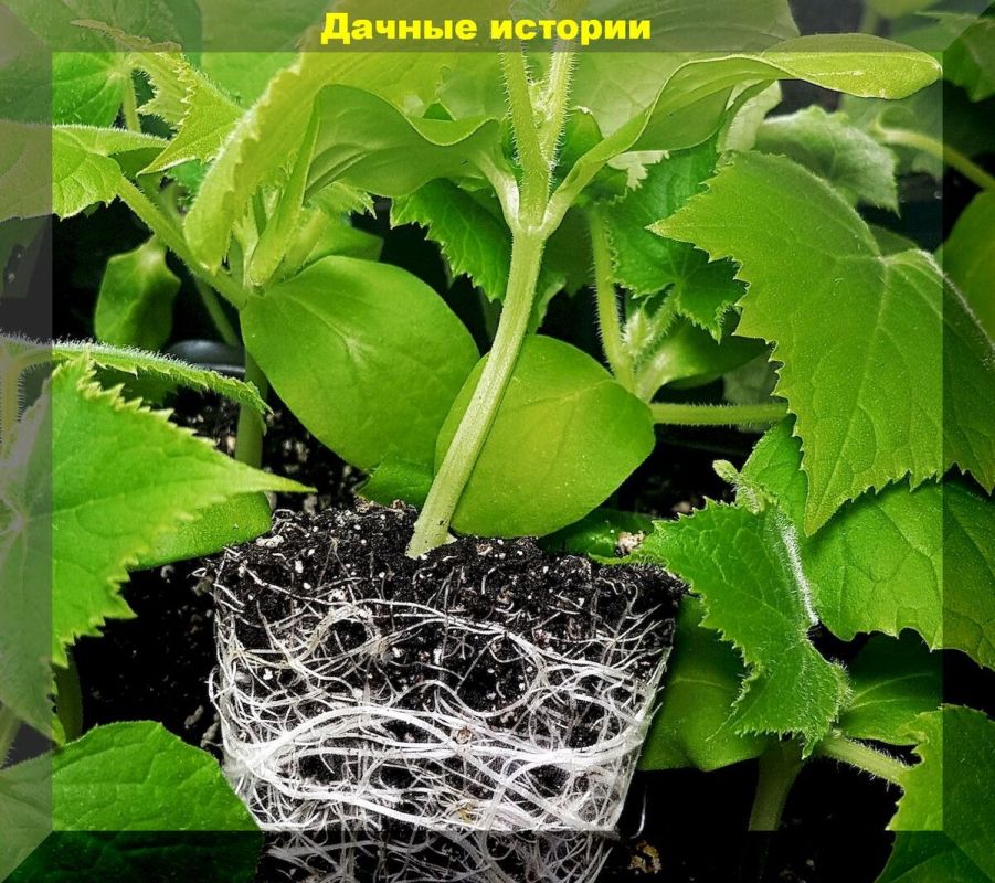 Как улучшить грунт для рассады: секреты успешных садоводов