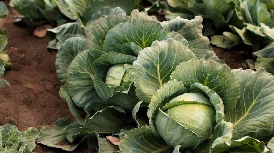 Август для капусты: две обязательные подкормки для богатого урожая