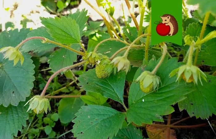 Как обеспечить богатый урожай клубники: три простых совета