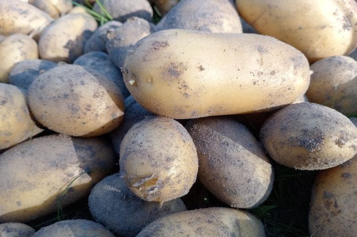 Вы никогда не догадаетесь, что можно сделать с обычной картошкой