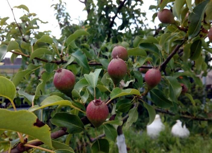 Груша как защитник: неожиданные преимущества соседства в саду