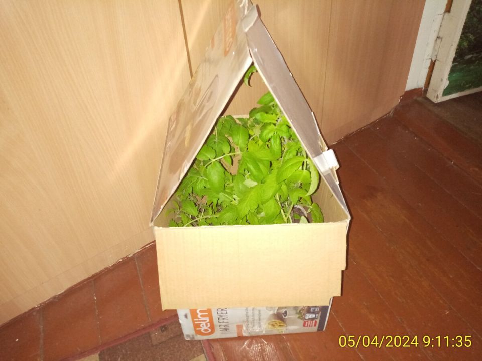 Как помочь рассаде томатов и перцев: советы для успешной пересадки