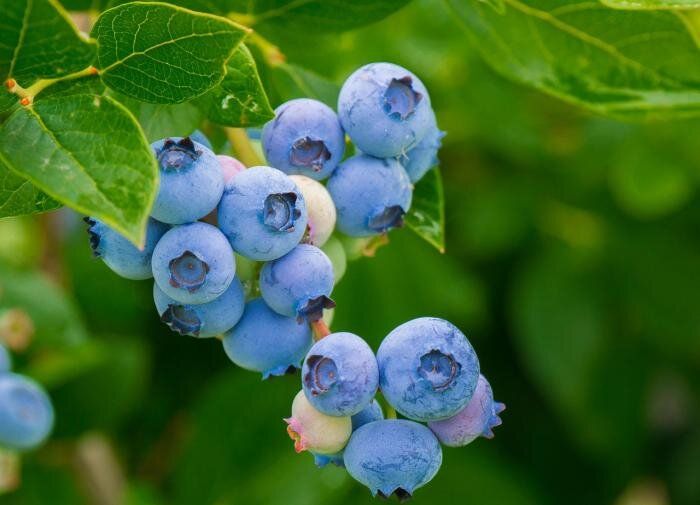 Голубика: секреты успешного выращивания и ухода