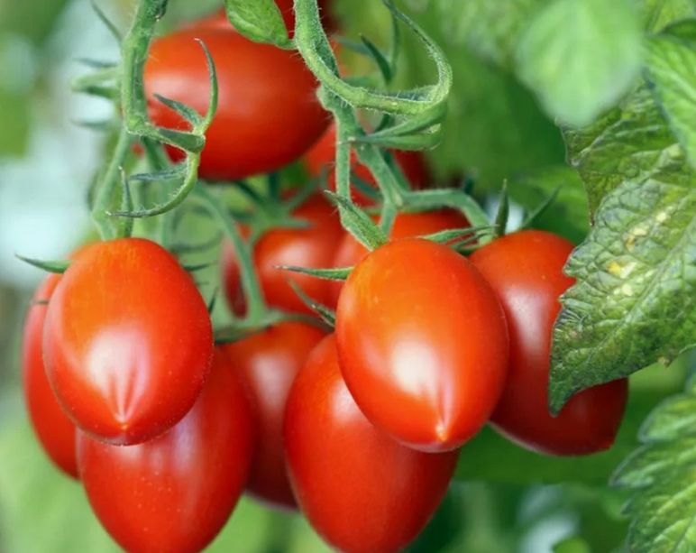 Как подкормка помидоров натуральными средствами помогает добиться великолепного урожая