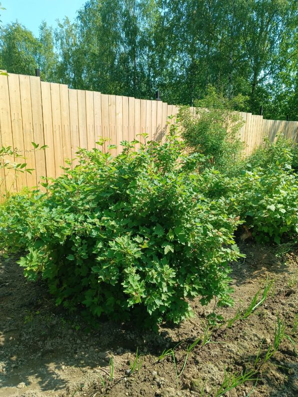 Соседские споры: забор, который стал причиной конфликта