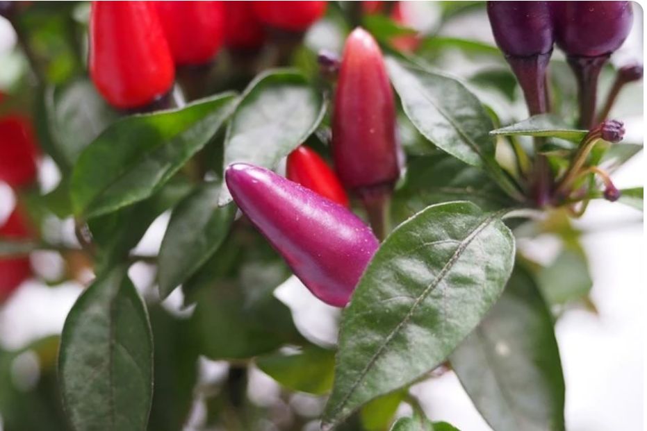 Декоративные перцы: верхушка цветника на подоконнике и в огороде