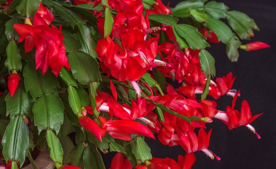 Как обеспечить декабристу великолепное цветение: секреты ухода за растением