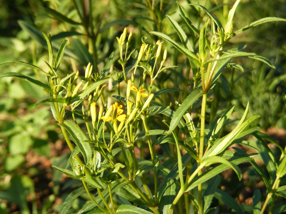 Эстрагон: зелень, которая радует вкусом и приносит пользу