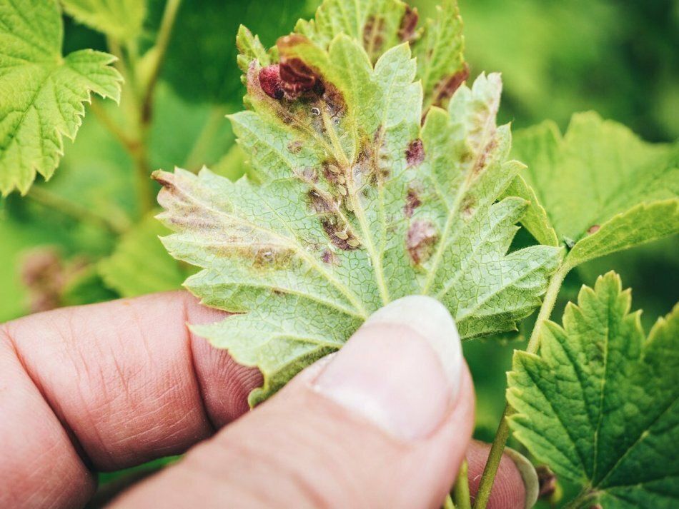 Эффективные методы борьбы с тлёй на смородине: народные рецепты