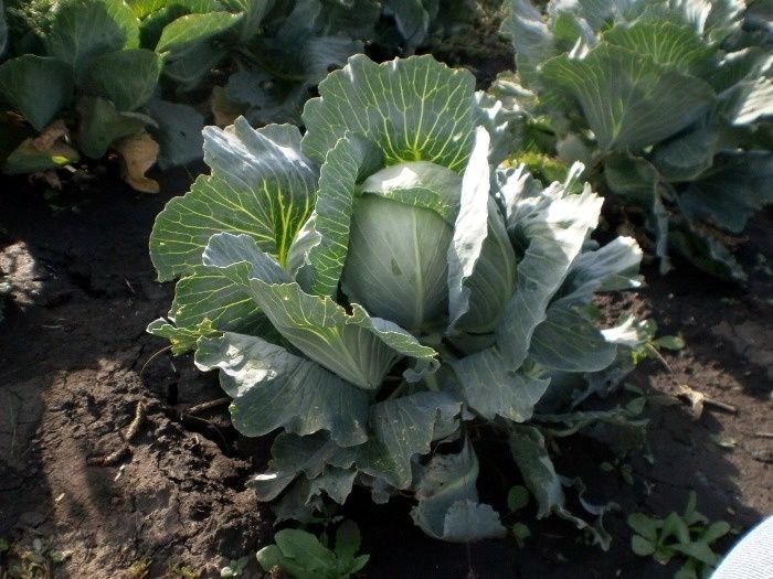 Как правильно поливать капусту: секреты от огородников