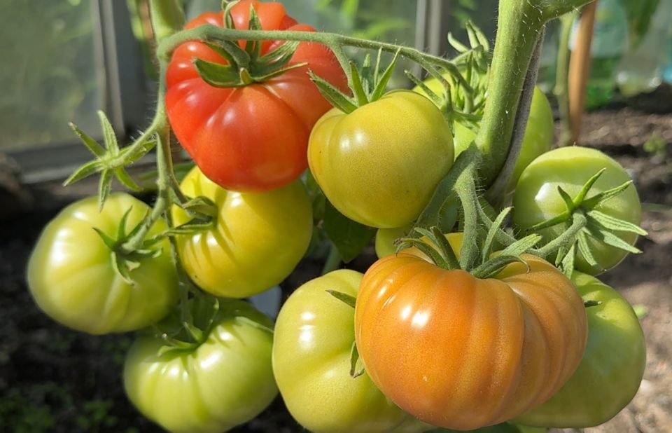 Сорт томатов, которому не страшны ни капризы погоды, ни усталость садоводов