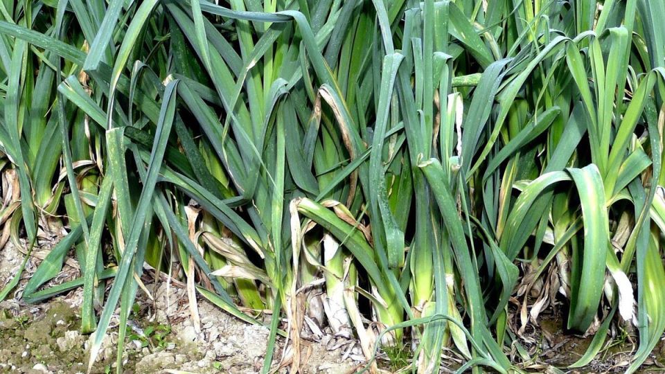 Листья чеснока: неожиданные секреты их использования и хранения