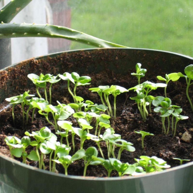 Как выбрать безопасные растения для котов: лучшие варианты для вашего дома