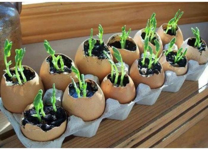 Как сохранить январскую рассаду: секреты успешного выращивания