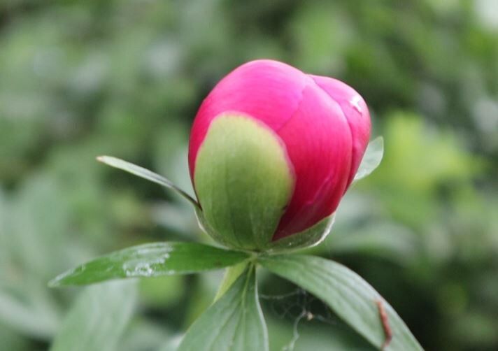 Как правильно подкармливать пионы для их шикарного цветения