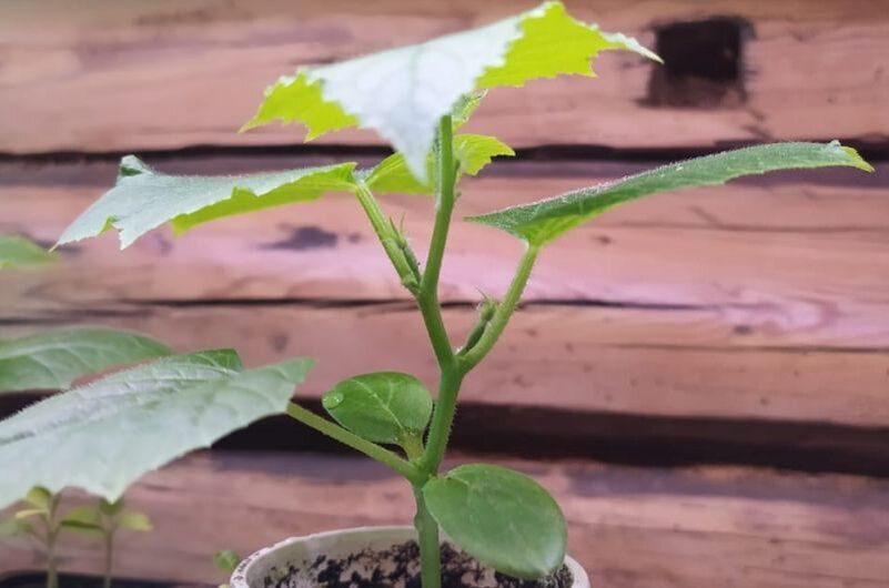 Почему завязи огурцов падают при зимнем выращивании? Разбираем причины