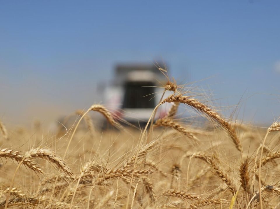 Армения отказывается от российского зерна: полемика и последствия