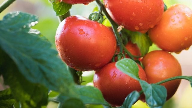 Как подкормка томатов в июле и августе может улучшить ваш урожай