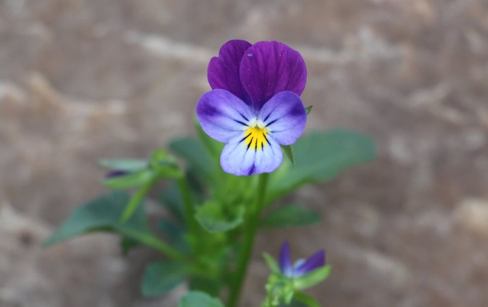 Соседка-практик кишит сорняками