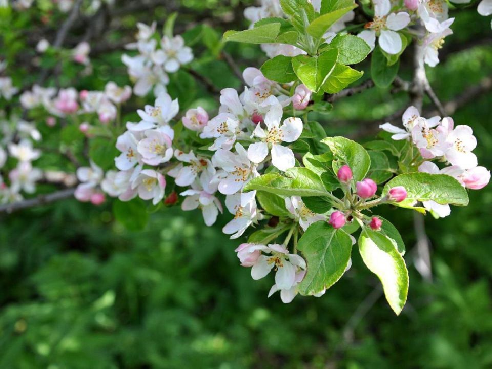 Необычные методы посадки плодовых деревьев для максимального урожая на маленьком участке