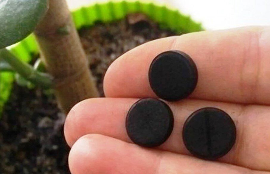 Удивительная польза активированного угля для ваших растений