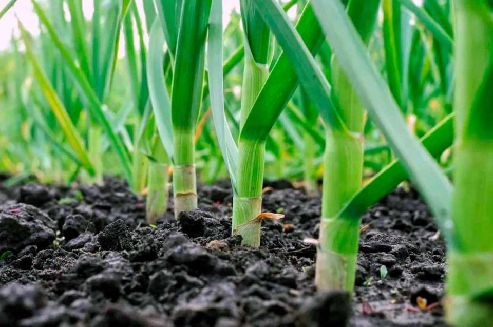 Как вырастить чеснок с крупными головками: советы и секреты