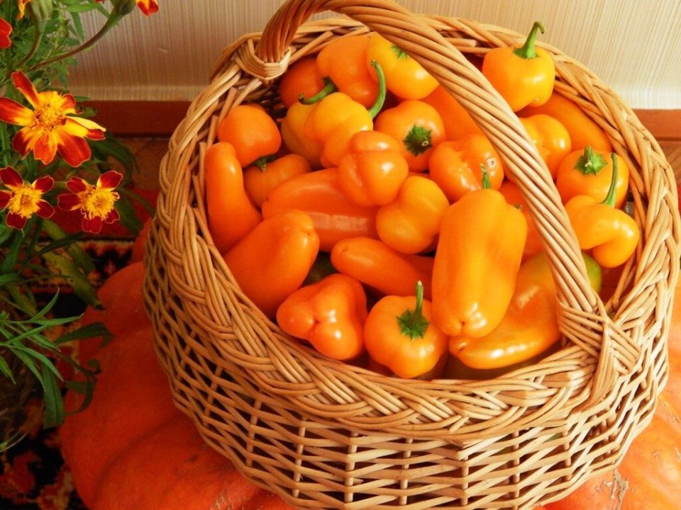 ������� ��������� ����������� ������� �������� �����: ���� � ������������