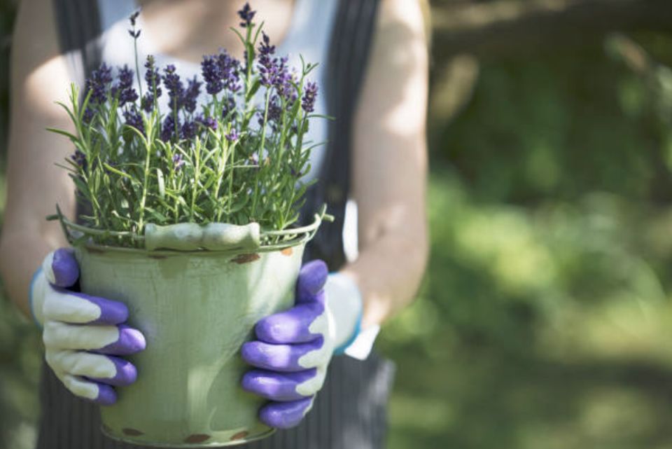 Как вырастить лаванду из семян: секреты преодоления трудностей