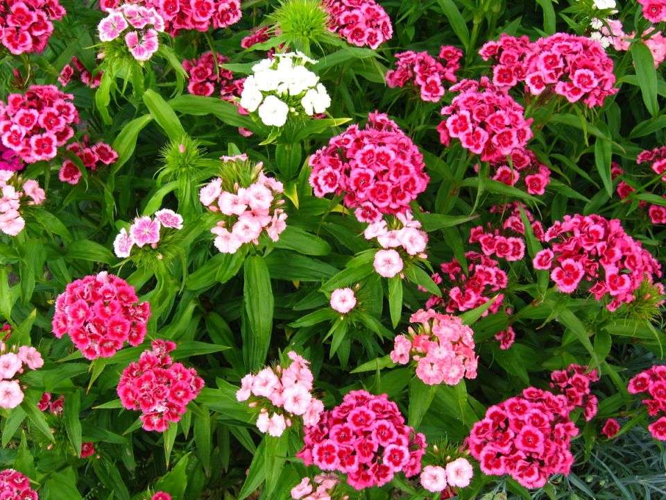 �������� ��������: ������� ��������� ����������� � ������ ����� ������