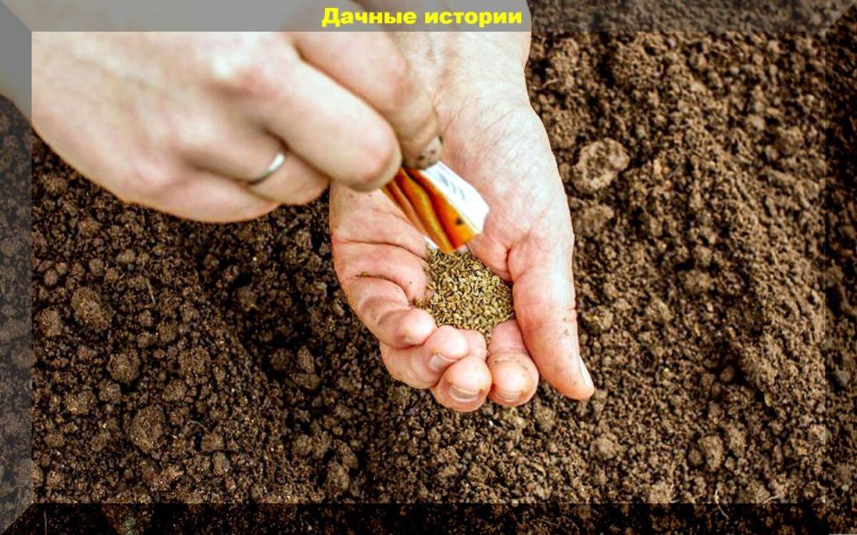 ����� ������� ������: �������� ������ ������ ������� ������