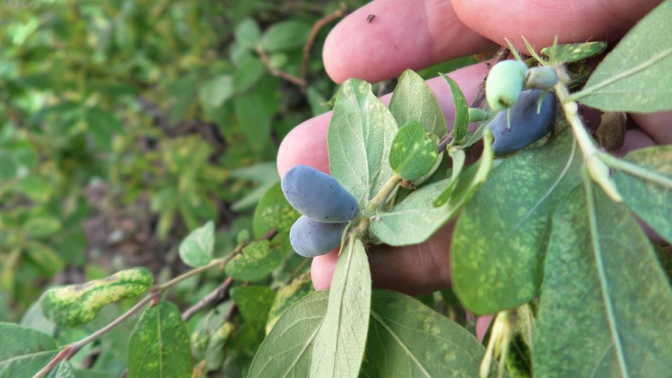 ����������� ����� ��� ������� ���������