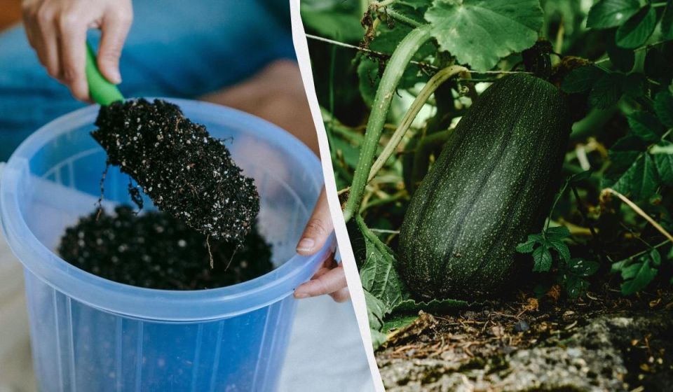 ��� �������� ��������� ������ ��������: ������� �������� ��������� � ����