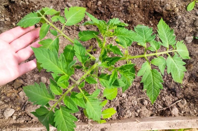 ��� ��������� ������ ��� �������: ������� ��������� ������ ����� � �������