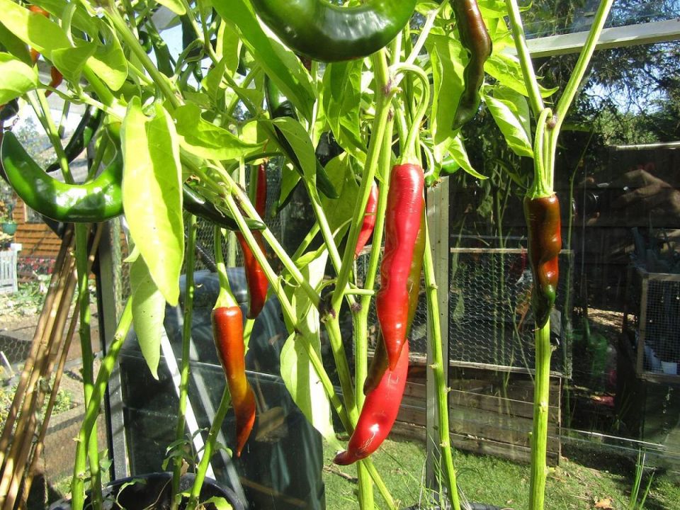 ����������� ���������: ��� ������� ������ ���� ��� ��������� �������