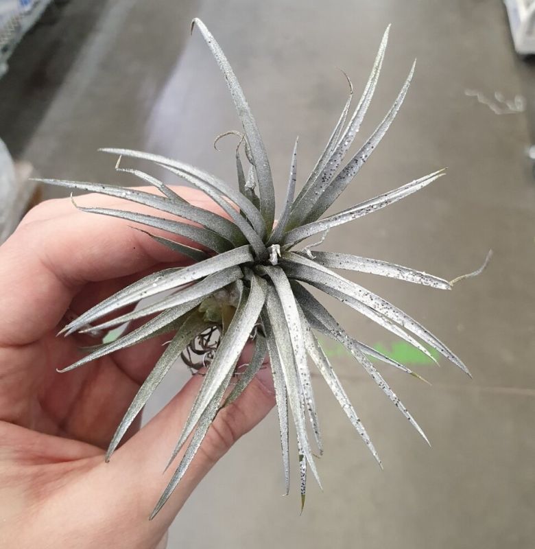 Почему крашеные растения вызывают слезы у цветоводов: мнение экспертов