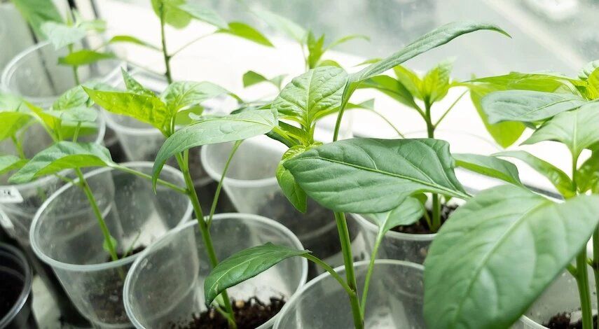 ����� � ��� ����� ����� �� ������� � ������: �������� ������ � ���������