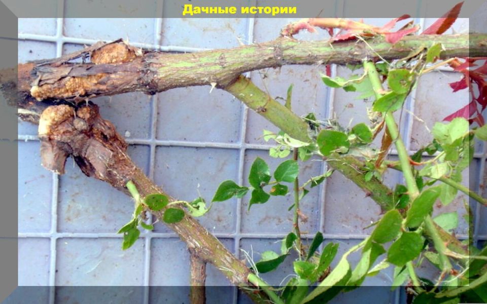 Как защитить розы от бактериального рака: ключевые советы и методы